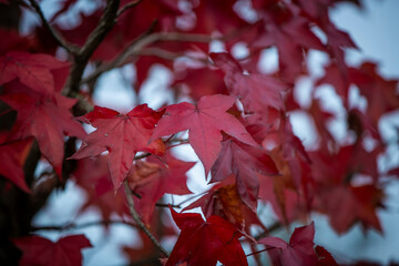 Fototapeta premium beautiful shapes and textures of autumn plants and leaves