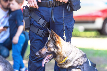 Police officer in uniform on duty with aged K9 canine German shepherd police dog, blurred people in the background. Search, rescue or guard dog concept.