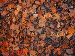 autumn leafs in the forest