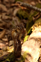 야생의 한국 다람쥐