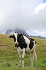 Fototapeta na wymiar young black and white holstein cow in a mountain landscape