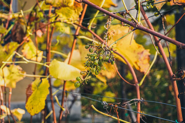 Winogrono późną jesienią z żółtymi liśćmi i dojrzałym gronem. - obrazy, fototapety, plakaty