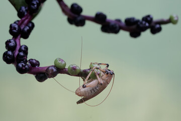 A katydids or bush cricket is looking for prey in the bushes. These insects like to eat flowers,...