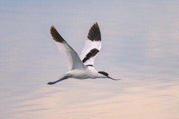 A Pied Avocet flying low over water