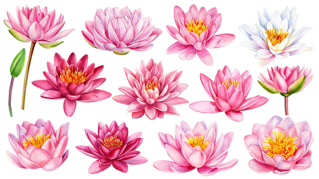 Lotus flowers set, Watercolor pink lotus. Botanical pink flora painting. Watercolor floral paint collection, waterlily 
