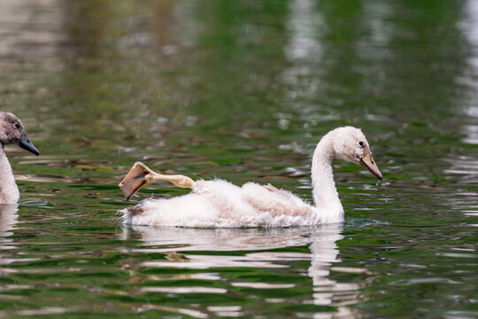 Wildlife bird watching, swan life at the lake near Werdenberg Castle, Switzerland. Selective shallow focus picture