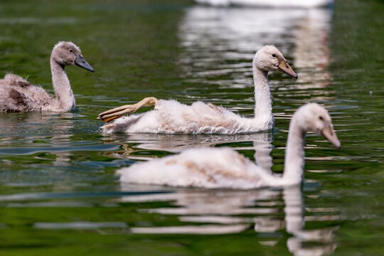 Wildlife bird watching, swan life at the lake near Werdenberg Castle, Switzerland. Selective shallow focus picture