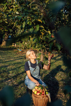 Woman picks apples from an apple tree in her garden. Autumn harvest time.