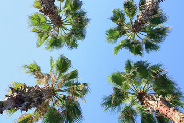 Large green branches on coconut trees against the sky in the tropics. Palm against blue sky. Palm trees at Tropical coast. Summer. Tall coconut trees .Upward view of Palm trees against blue sky