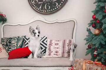 Border Collie puppy sitting on a red couch. Christmas and New Year