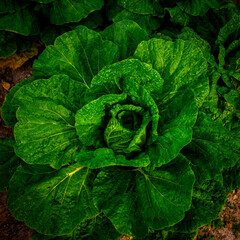 Napa or asian cabbage plants close-up, green fresh Kimchi vegetable growing in the agricultural farm field, ready for harvesting, in the rural area of Gyeongju City, South Korea - obrazy, fototapety, plakaty