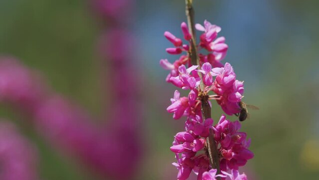 Judas Flower Branches And The Bee Find And Get Nectar. Tree In The Flowering Plant Family Fabaceae. Close up.