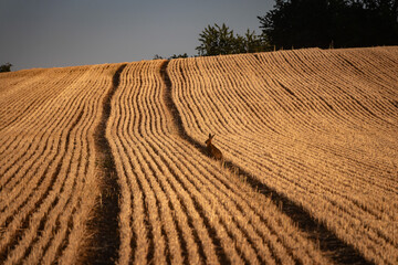 Fototapeta premium Hase in Feld
