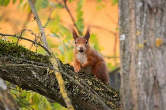 Eichhörnchen auf Baum © Nico