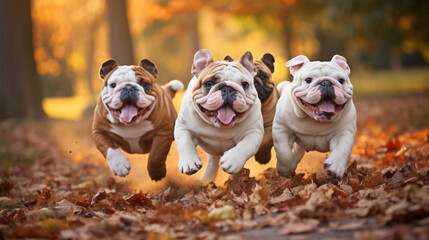 Cute funny English bulldogs