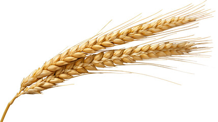 Golden ears of wheat isolated on a transparent background