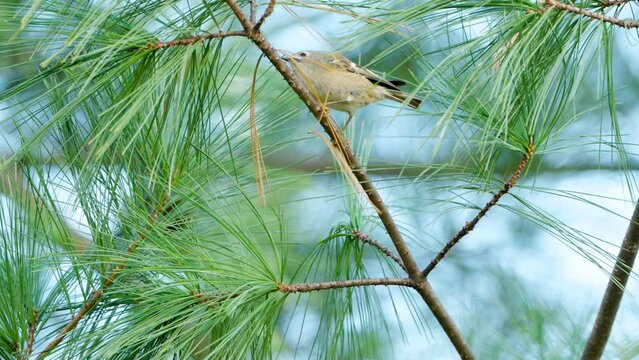 Goldcrest (Regulus regulus) Bird on Pine Tree Poops, Jumps on Twigs and Flies Away closeup