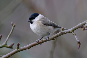 Fototapeta premium Sumpfmeise // Marsh tit (Poecile palustris)