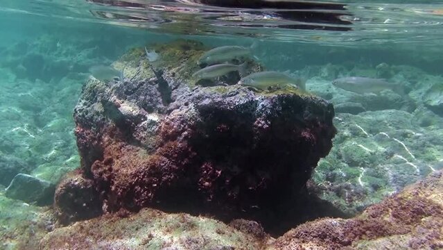 Fishes, rocks, and seaweeds, filmed underwater along Rhodes coastline.