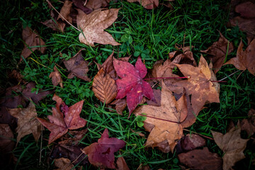 beautiful shapes and textures of autumn plants and leaves