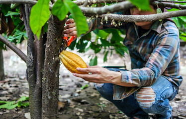 Cocoa farmer use pruning shears to cut the cocoa pods or fruit ripe yellow cacao from the cacao...
