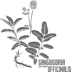 Great Burnet plant vector silhouette. Medicinal Sanguisorba officinalis plant outline. Set of Sanguisorba officinalis flowers leaf root in Line for pharmaceuticals. Contour drawing of medicinal herbs