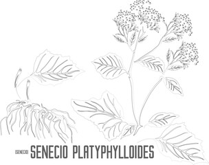 Senecio vector contour. Senecio platyphylloides outline. Set of Senecio platyphylloides root leafs in Line for pharmaceuticals. Contour drawing of medicinal herbs