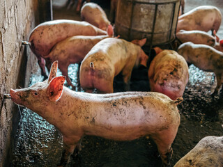 Dirty pig bodydrinking water in the farm. Group of Pig indoor on a farm swine in the stall.pig drinking water on the farm