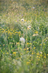 meadow flowers, green background, floral pattern