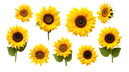 Sunflower watercolor illustration. Floral set. Transparent background