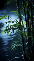 Fototapeta na wymiar bamboo over lake at night
