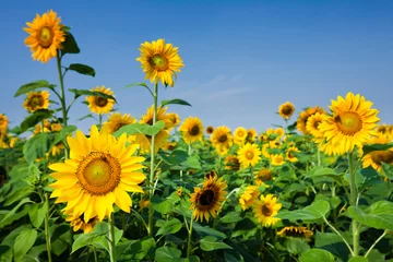 Keuken spatwand met foto Close-up of yellow sunflowers with a blue sky background. © BINGJHEN
