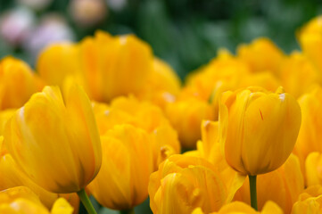 Close-up of tulip flower the colorful background.
