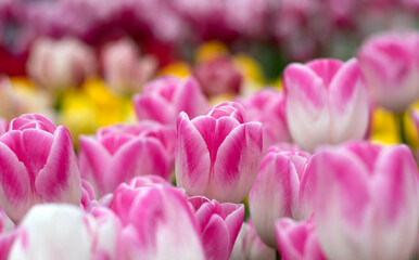 Fototapeta premium Tulips flower blooming in the colorful background