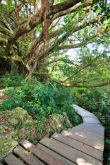 View of the boardwalk paths through the forest of mountains, This is Tzaishan(Shoushan) National Nature Park in Kaohsiung, Taiwan.