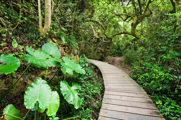 View of the boardwalk paths through the forest of mountains, This is Tzaishan(Shoushan) National Nature Park in Kaohsiung, Taiwan.