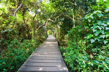 View of the boardwalk paths through the forest of mountains, This is Tzaishan(Shoushan) National Nature Park in Kaohsiung, Taiwan.