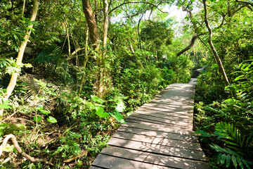 Fototapeta na wymiar View of the boardwalk paths through the forest of mountains, This is Tzaishan(Shoushan) National Nature Park in Kaohsiung, Taiwan.