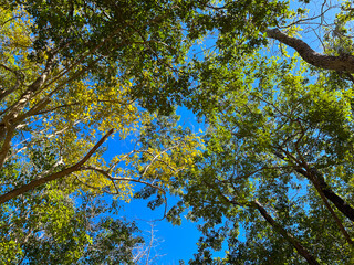 Trees and green leaves on bright blue sky background. Worm's-eye view. At Ubon Ratchathani, Thailand