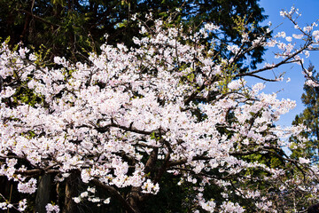 Beautiful cherry blossoms are blooming in the Alishan Forest Recreation Area in Chiayi, Taiwan.