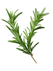 Rosemary on transparent background, white background, isolated, icon material, vector illustration