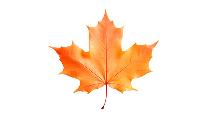 Fototapeta premium Maple leaf on transparent background, white background, isolated, icon material, vector illustration