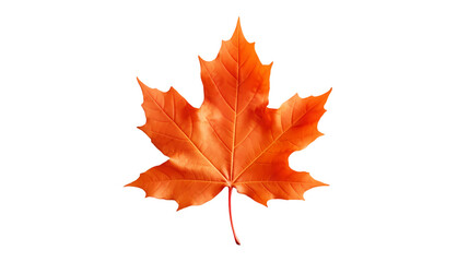 Fototapeta premium Maple leaf on transparent background, white background, isolated, icon material, vector illustration