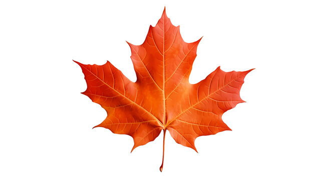 Maple leaf on transparent background, white background, isolated, icon material, vector illustration
