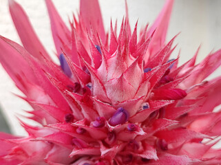 blooming aechmea fasciata, silver vase plant, urn plant, with big pink flower