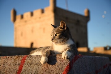 Cat, Marocco