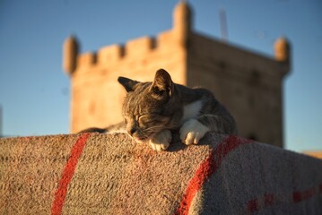 Cat in Essauira, Cute cat sleeping
