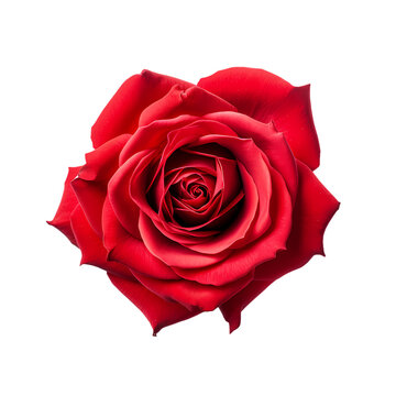 Red rose close-up on transparent background, white background, isolated, flower, icon material, vector illustration
