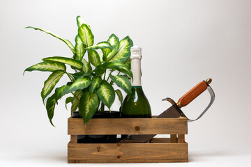 Decorative arrangement of champagne bottle, saber and green pant in vintage wooden box. mock up...