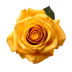 Yellow rose close-up on transparent background, white background, isolated, flower, icon material, vector illustration